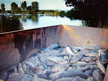 Ein Fischsterben wie im September 2014 am Haucksee konnte in diesem Sommer bisher verhindert werden, mehrere Seen im Kreis Haßberge leiden aber unter geringen Sauerstoffwerten. Foto: privat