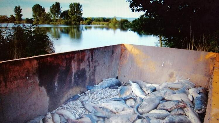Ein Fischsterben wie im September 2014 am Haucksee konnte in diesem Sommer bisher verhindert werden, mehrere Seen im Kreis Haßberge leiden aber unter geringen Sauerstoffwerten. Foto: privat