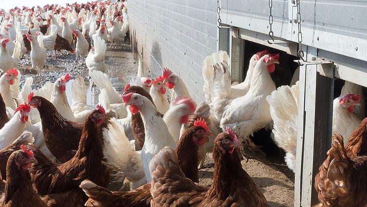 In der Massentierhaltung kommen häufig Antibiotika zum Einsatz.