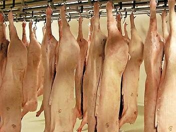 Zerlegte Schweine im Kulmbacher Schlachthof (Archivfoto). Neben zwei Großbetrieben lassen auch etliche handwerkliche Metzger ihr Vieh im Coburger Schlachthof schlachten. Foto: CT-Archiv