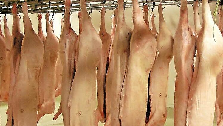 Zerlegte Schweine im Kulmbacher Schlachthof (Archivfoto). Neben zwei Großbetrieben lassen auch etliche handwerkliche Metzger ihr Vieh im Coburger Schlachthof schlachten. Foto: CT-Archiv