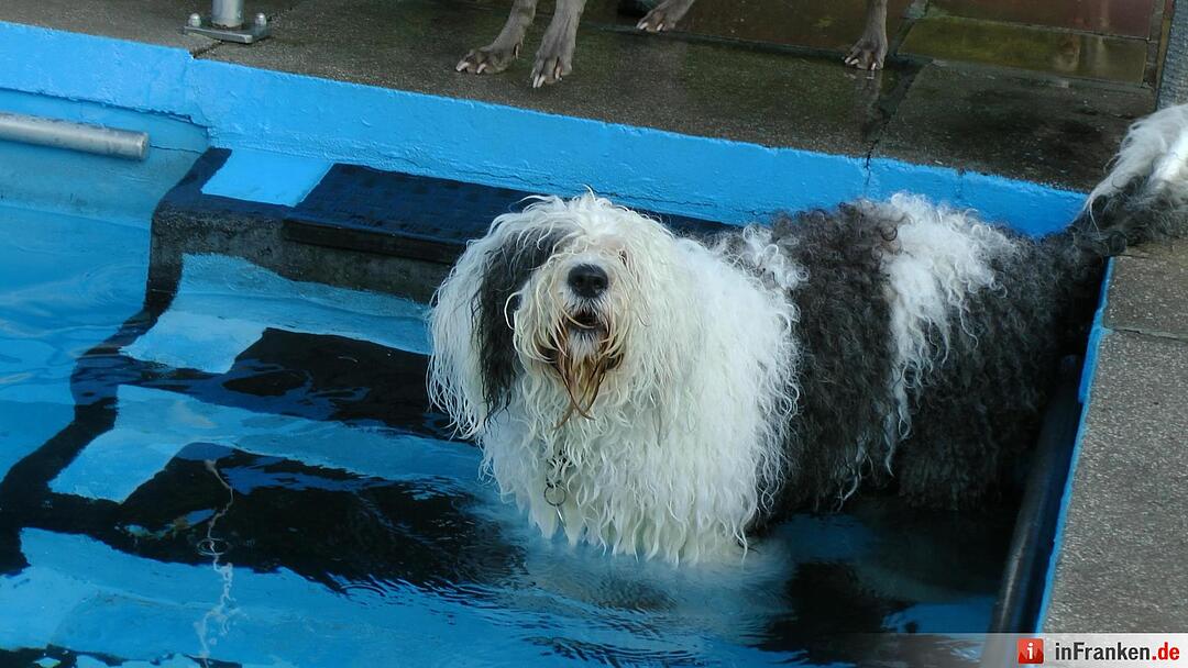 Hundebadetag im Freibad Eltmann