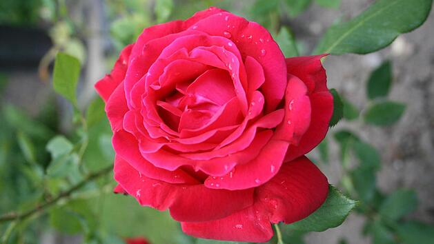 Die Rosenschere sollte sehr scharf sein, damit keine ausgefransten Schnittfl&auml;chen entstehen. Foto: dpa/Archiv