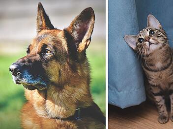 Neue Tiertafel in Coburg: Hier werden Spenden an bedürftige Tierhalter ausgegeben