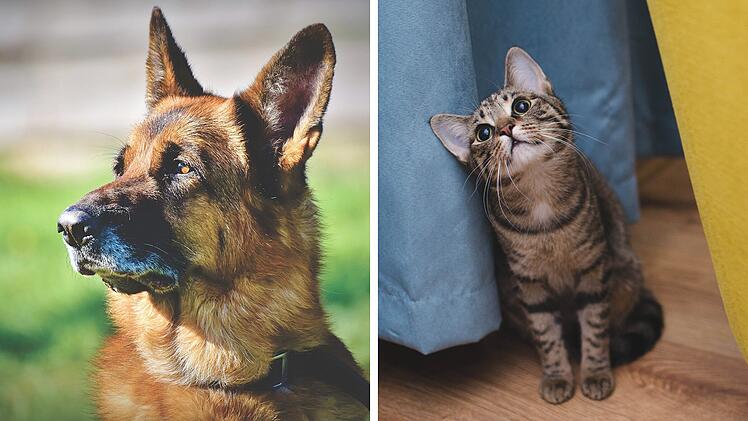 Neue Tiertafel in Coburg: Hier werden Spenden an bedürftige Tierhalter ausgegeben