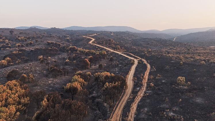 Waldbr&auml;nde in Spanien
