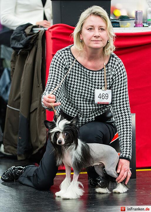 Internationale Rassehunde-Ausstellung «Cacib» in Nürnberg