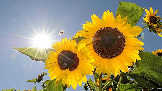 Symbolbild: Marc Müller/dpa