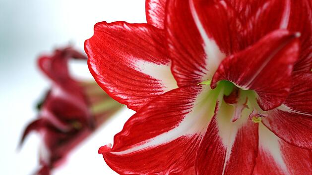 Amaryllis ganzjährig pflegen