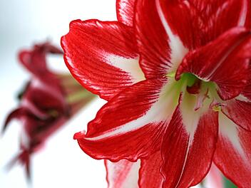 Amaryllis ganzjährig pflegen