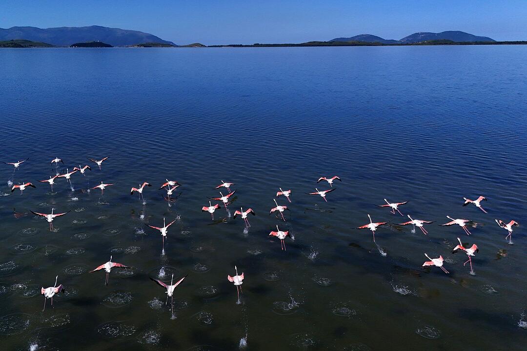 Flamingos in Albanien