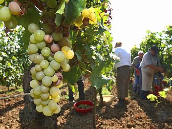 "Keine einfachen Zeiten": Fränkische Winzer mit Appell an Weinliebhaber