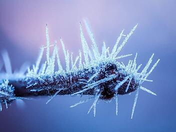 Vielen Dank für das filgrane Frostfoto von unserem inFrankenPix-Nutzerin Grasser_m aus Bamberg. Das Bild zeigt eine eingefrorene Kirschknospe.