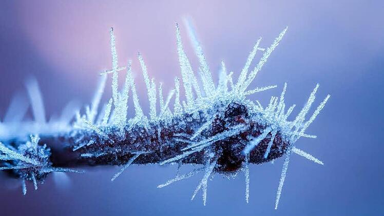 Vielen Dank für das filgrane Frostfoto von unserem inFrankenPix-Nutzerin Grasser_m aus Bamberg. Das Bild zeigt eine eingefrorene Kirschknospe.