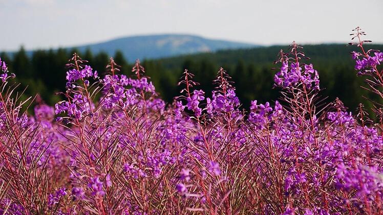 Weidenröschen in der Rhön. Im Hintergrund spitzt der Kreuzberg.Heike Beudert