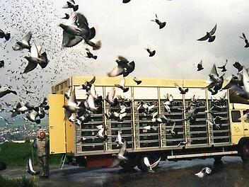 Es geht zu wie im sprichwörtlichen Taubenschlag, wenn die Tiere sich auf ihre Heimreise machen.  Foto: privat