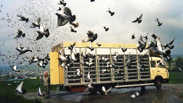 Es geht zu wie im sprichwörtlichen Taubenschlag, wenn die Tiere sich auf ihre Heimreise machen.  Foto: privat