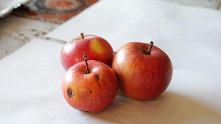 Diese noch völlig unbekannte Apfelsorte gedeiht auf der Obstwiese an der Kerschensteiner Straße in Höchstadt.  Foto: Christian Bauriedel