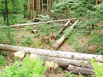 Gerodete Waldflächen sollen ähnlich wie hier im Nationalpark Bayerischer Wald mit Buchen, Lärchen, Weißtannen und Rotbuchen aufgeforstet werden. Foto: Friedwald Schedel/Archiv