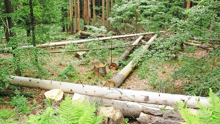 Gerodete Waldflächen sollen ähnlich wie hier im Nationalpark Bayerischer Wald mit Buchen, Lärchen, Weißtannen und Rotbuchen aufgeforstet werden. Foto: Friedwald Schedel/Archiv