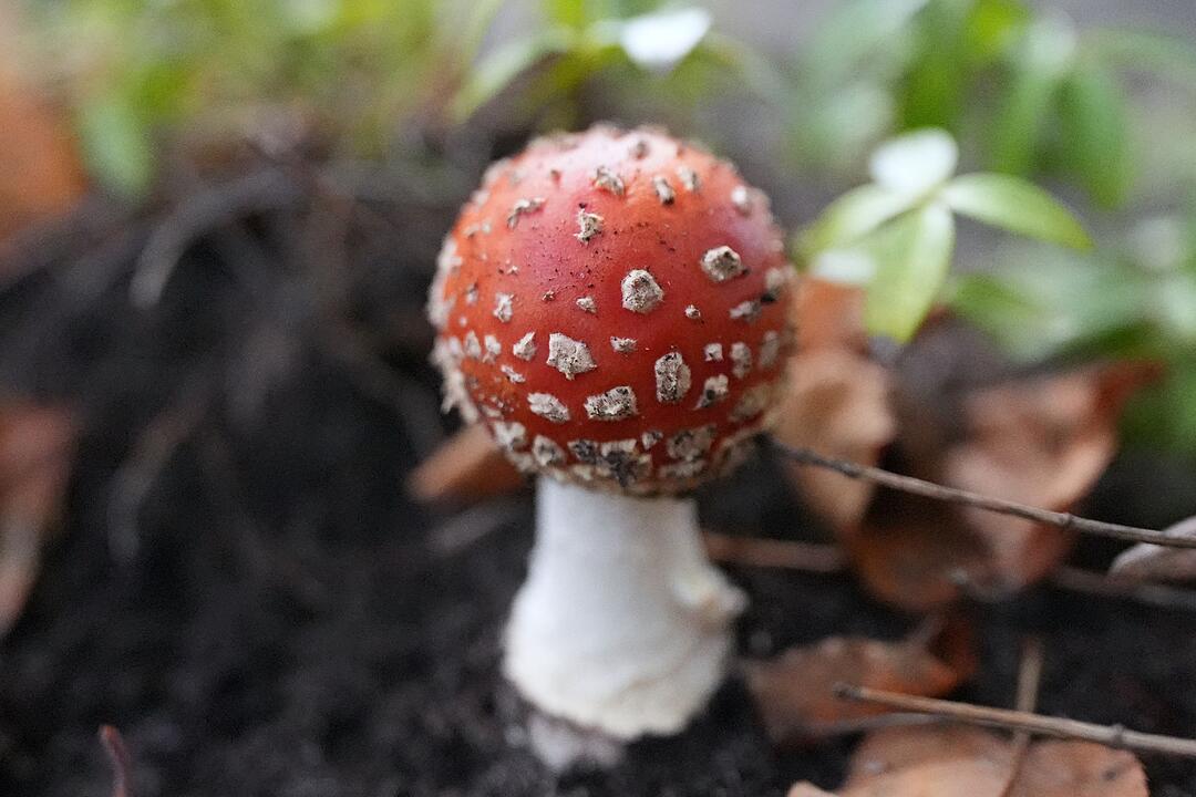 Fliegenpilze in Hamburg