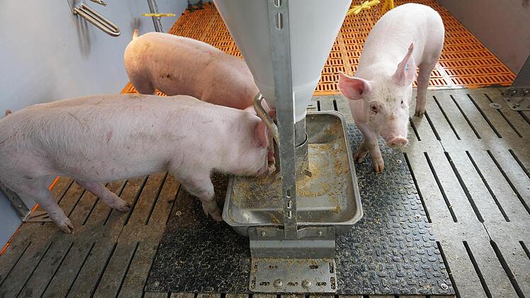 Im Schweinemobil gibt's wie in der richtigen "Bucht" natürlich auch Futter.Foto: Anette Schreiber
