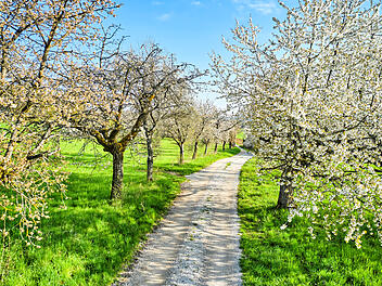 Der Pretzfelder Kirschbl&uuml;tenwanderweg z&auml;hlt zu den sch&ouml;nsten Fr&uuml;hlingstouren in ganz Franken.