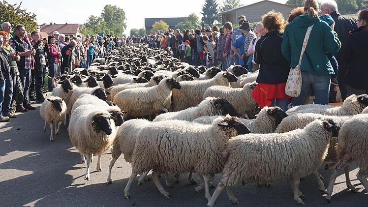 Impression vom Weideabtrieb. Foto: Marion Eckert