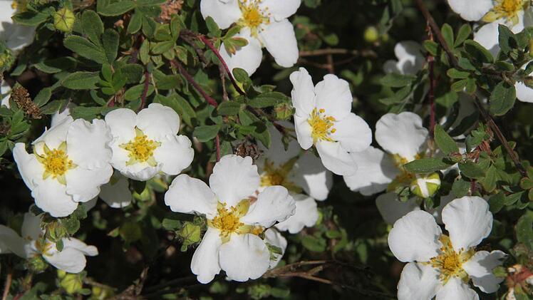 Impressionen aus den Kulmbacher Stadtparks Foto: Jürgen Gärtner