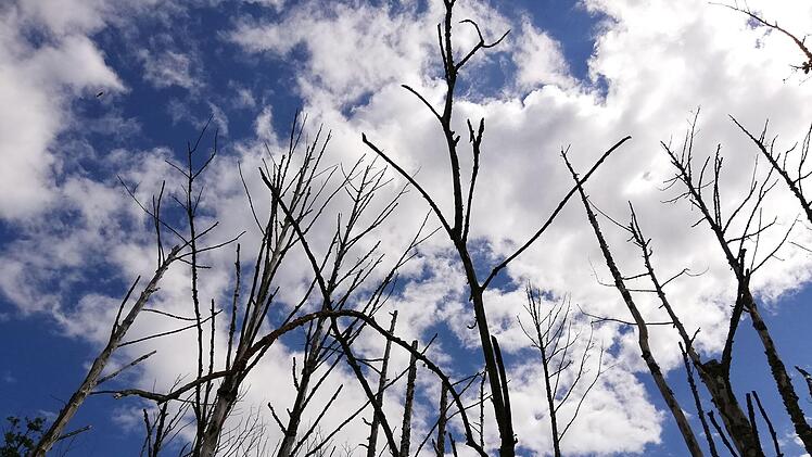 Kahle Bäume ragen entlang der Wannig in den Himmel. Sie sind abgestorben, wo der Wasserspiegel zu hoch geworden ist. Foto: Heike Beudert