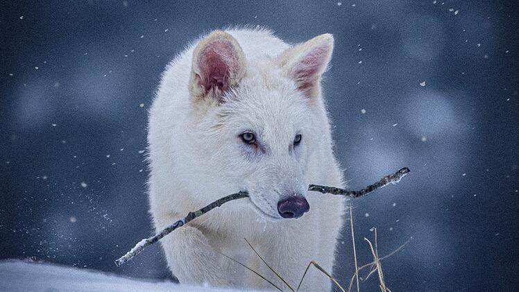 Grauwolf mit Schattenwolf-Genen