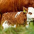 Ein Jugendlicher hat im Internet 40 Kälber gekauft. Da er sich um die Tiere nicht weiter kümmerte, verendeten zwei Kälber. Sieben weitere mussten eingeschläfert werden. Symbolfoto: Couleur / Pixabay