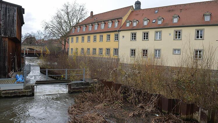 Hinter der Mühlen-Ruine hat sich zwischen Spundwänden eine Insel voller Wildwuchs gebildet.Foto: Ronald Rinklef