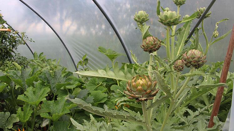 Artischocken wie im Süden