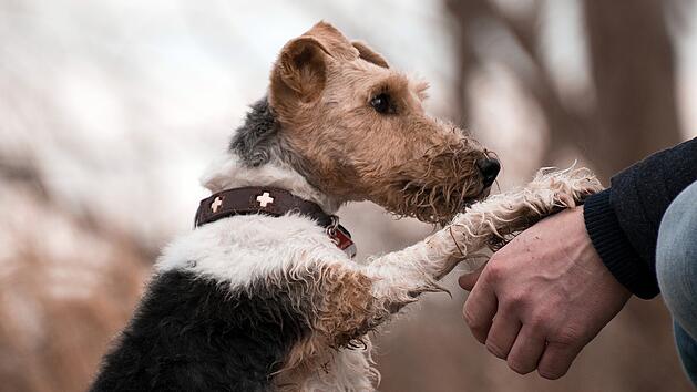 Hund Pfötchen geben