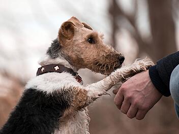 Hund Pfötchen geben
