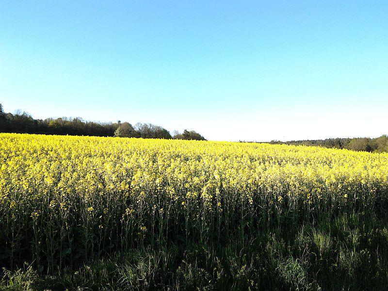 "Rapsody" in voller Blüte