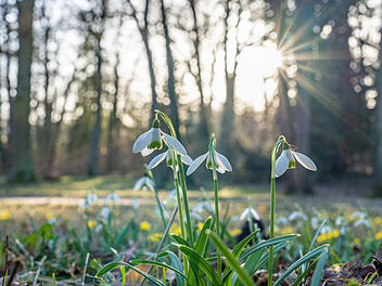 Fr&uuml;hlingserwachen: So sch&ouml;n bl&uuml;ht es im Bamberger Hain