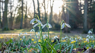 Fr&uuml;hlingserwachen: So sch&ouml;n bl&uuml;ht es im Bamberger Hain