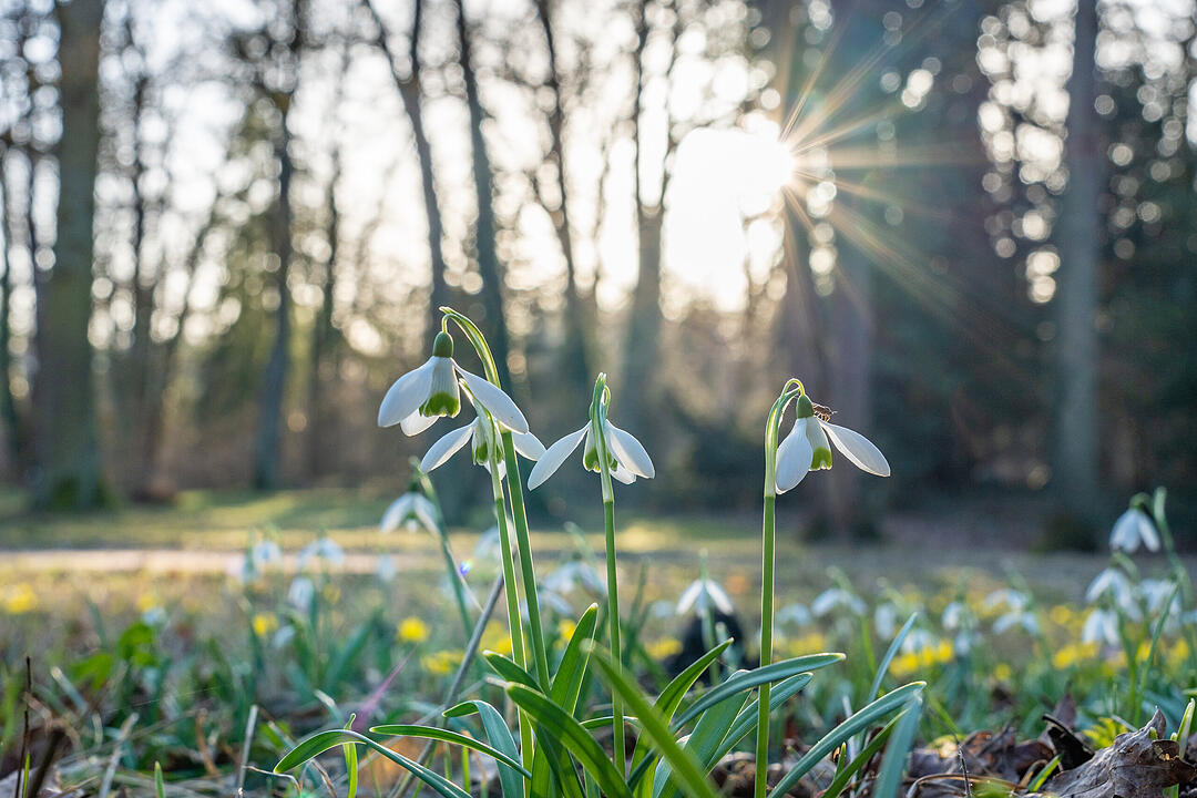 Fr&uuml;hlingserwachen: So sch&ouml;n bl&uuml;ht es im Bamberger Hain
