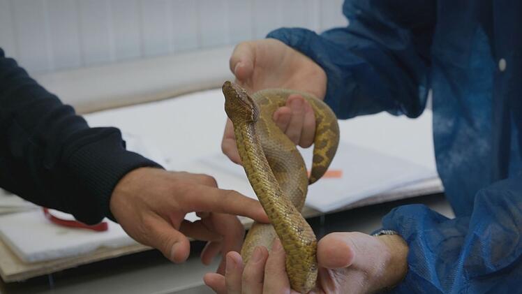 Im trashigen Kultfilm "Snakes on a Plane" ist der Name Programm. Bei "Animal Takeoff" auch, nur weniger albern und ohne Lebensgefahr aber teils auch mit Schlange (Foto). Jede Menge Tiere gelangen so von Land zu Land, geplant und ungeplant. Am 25. Mai, 18.45 Uhr, zeigt der BR die erste Folge der neuen Dokuserie: "Animal Takeoff - Luchs im Anflug."