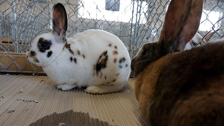 Foto: Richard Sänger