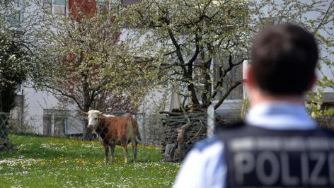 Rind fl&uuml;chtet in Kulmbach vor Schlachter - Polizeieinsatz und Sperrung