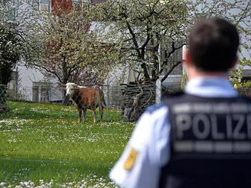Rind flüchtet in Kulmbach vor Schlachter - Polizeieinsatz und Sperrung Rind flüchtet in Kulmbach vor Schlachter - Polizeieinsatz und Sperrung