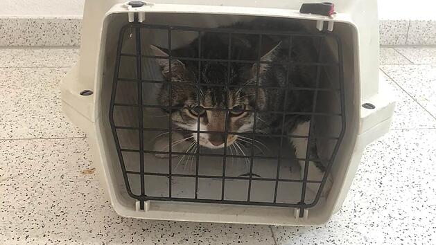 Tierheim Hersbruck fassungslos: Kater hinter Altkleidercontainer "wie M&uuml;ll abgestellt"