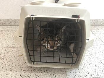 Tierheim Hersbruck fassungslos: Kater hinter Altkleidercontainer "wie Müll abgestellt"