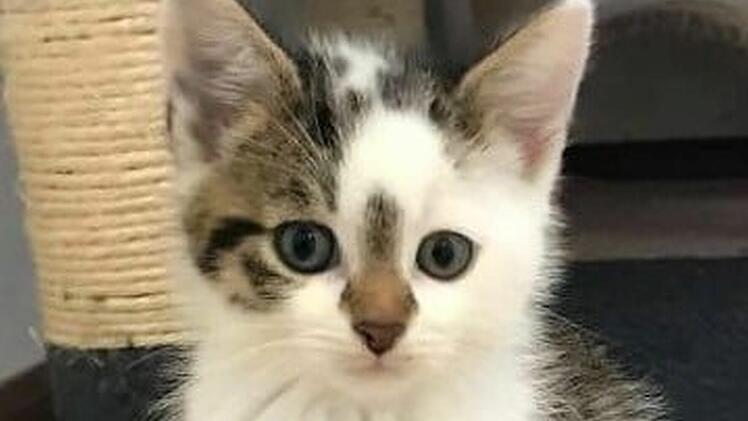 Tierheim Hersbruck: "Katzenbaby-Boom"