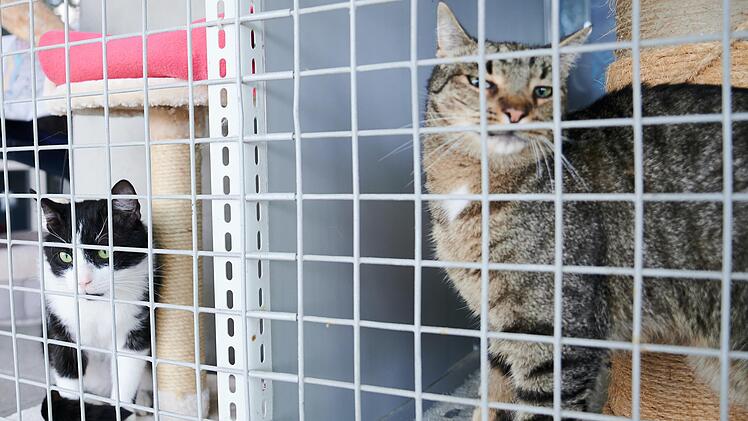 Tierheim Kitzingen: Streunende Katzen bereiten große Sorgen - "Voll bis unters Dach"