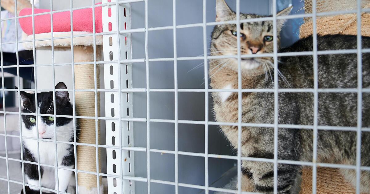 Tierheim Kitzingen Streunende Katzen bereiten große "Wir sind voll bis unters Dach"