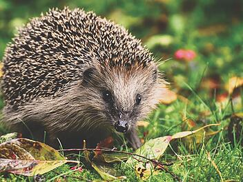 Der Garten kann vor Winterbeginn ruhig etwas unordentlich aussehen. Du hast weniger Arbeit und die natürliche Gestaltung wirkt sich positiv auf die Biodiversität aus.